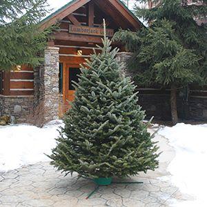 FRASER FIR 7-8'