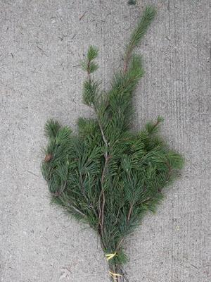 Prepack Shore Pine