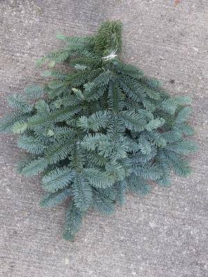 Prepack Silver Fir