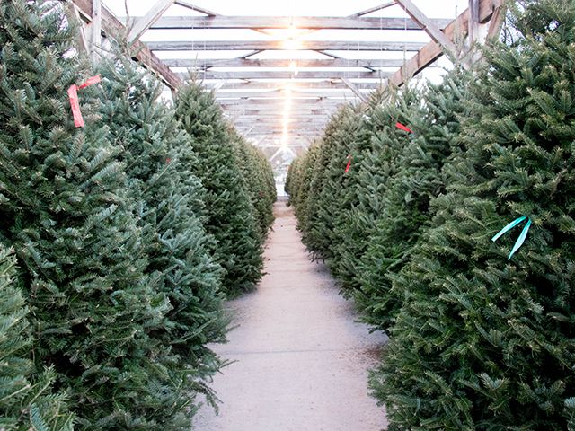 CHRISTMAS TREES