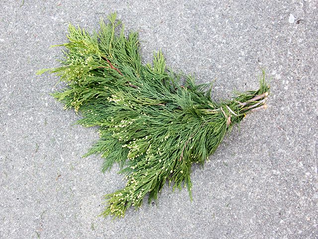 Prepack Incense Cedar