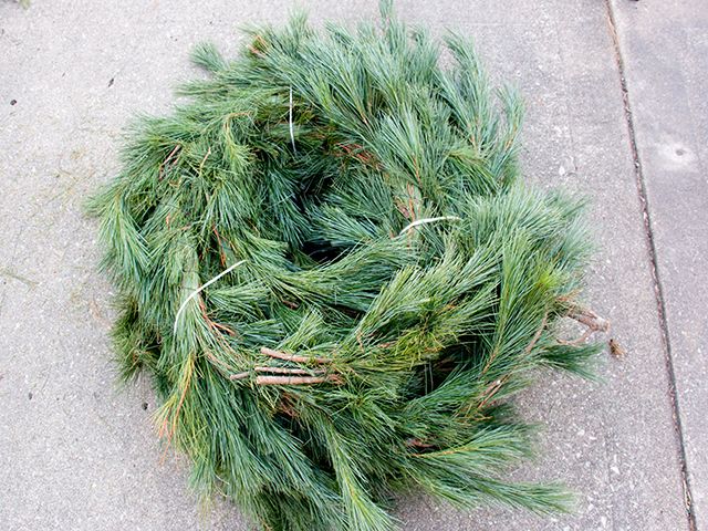 Pine Garland 75'