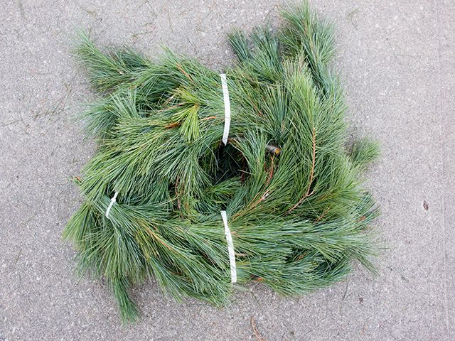 Pine Garland 25'